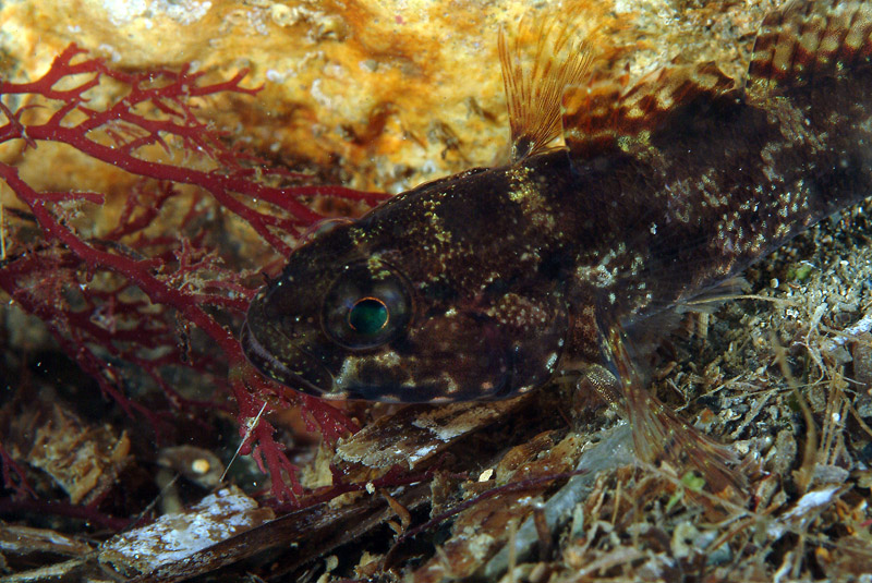 Giovane Gobius paganellus